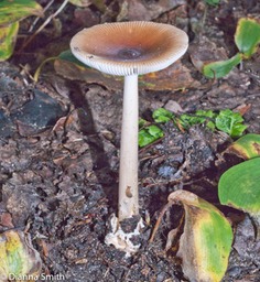 Amanita fulva01648