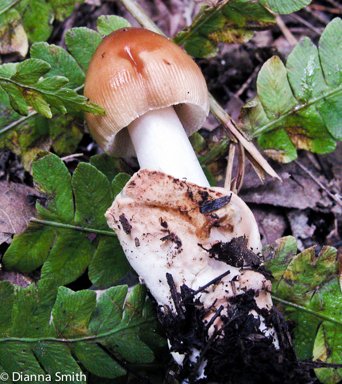 Amanita fulva7630