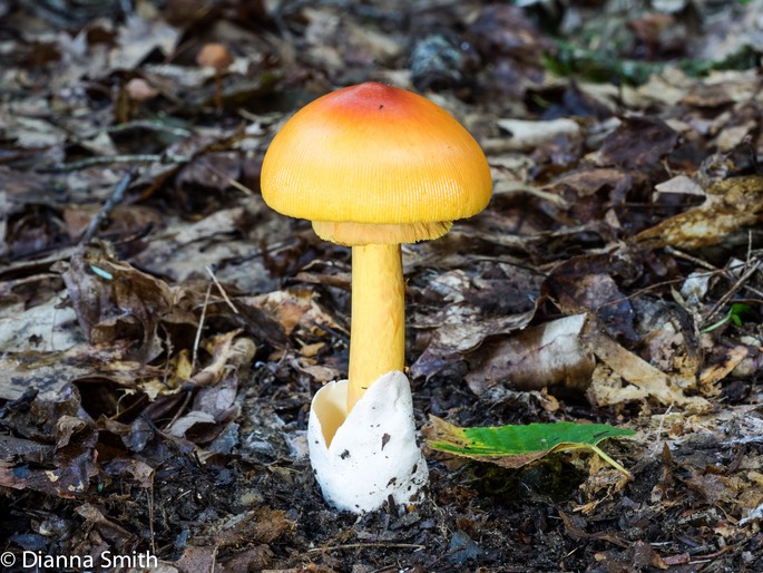 Amanita jacksonii 03201