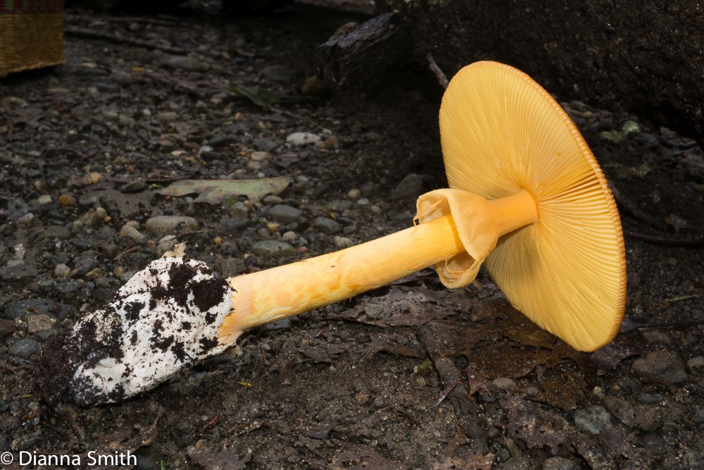 Amanita jacksonii 05508