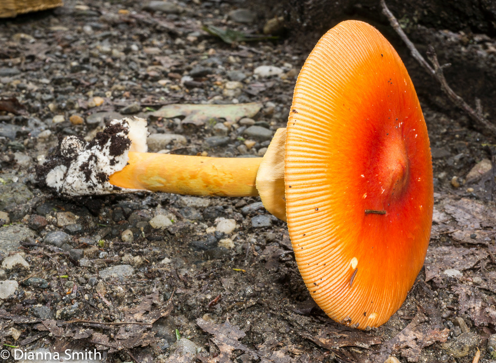 Amanita jacksonii 05510