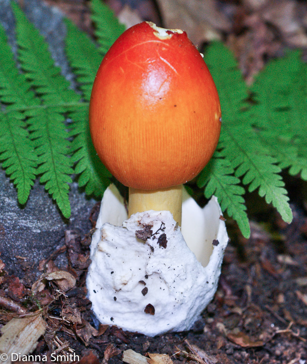 Amanita jacksonii00357