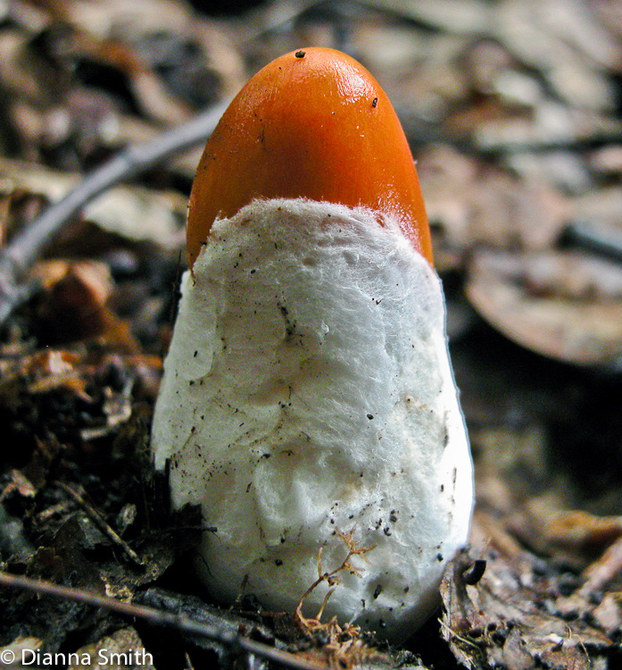 Amanita jacksonii5714