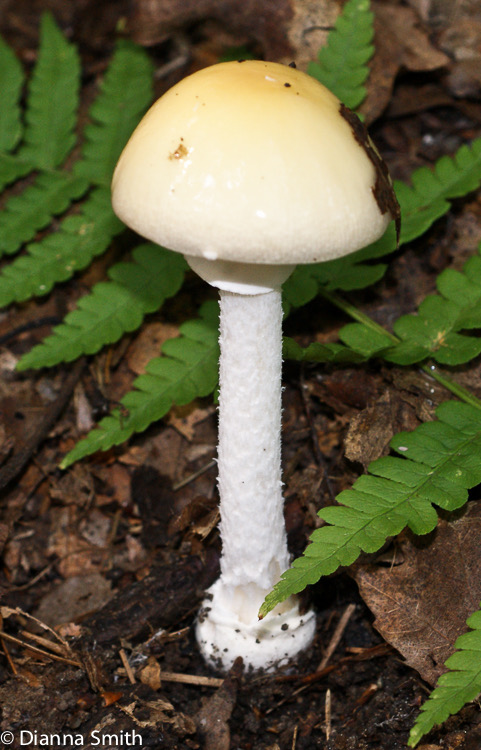 Amanita multisquamosa (Amanita cothurnata)00677