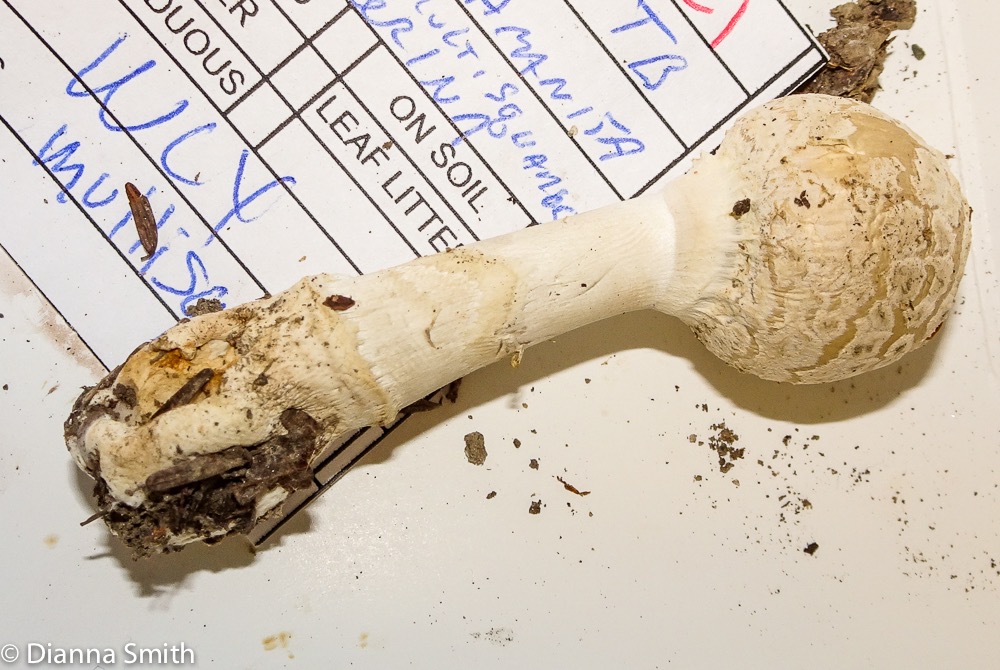 Amanita multisquamosa (pantherina) 03029