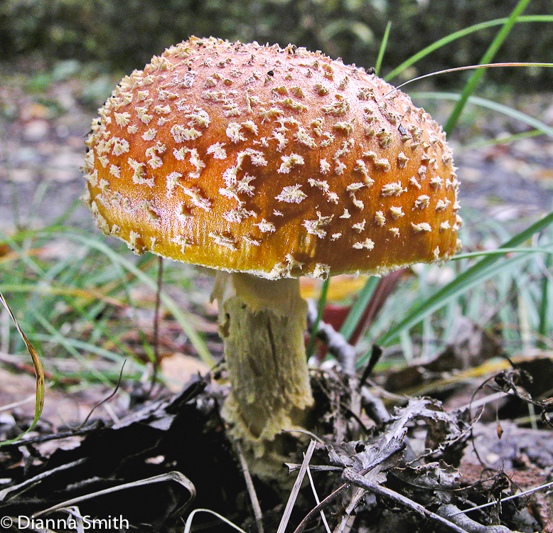 Amanita muscaria var. guessowii1429_