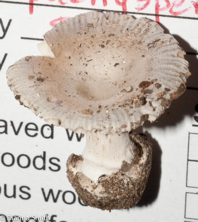 Amanita pachysperma03036