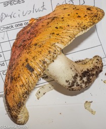 AManita parcivolvata01547