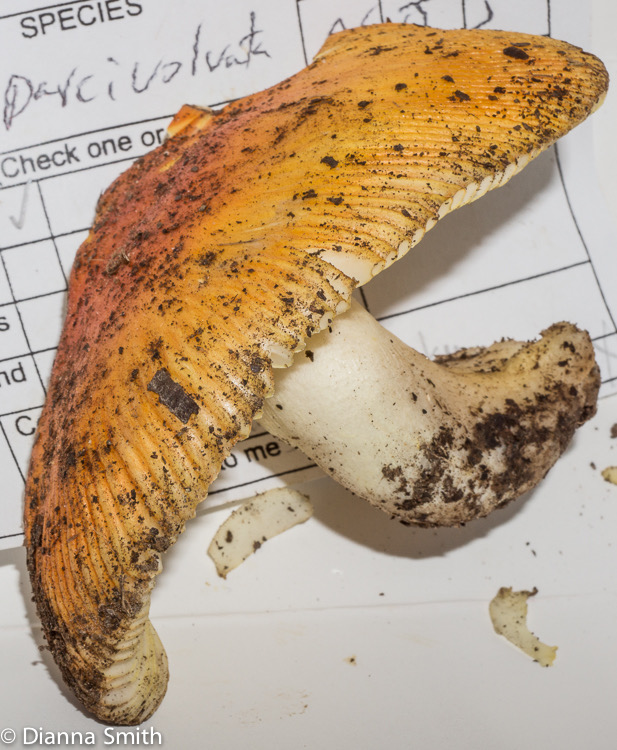 AManita parcivolvata01547