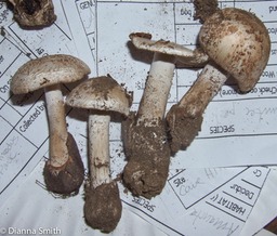 Amanita peckiana 014