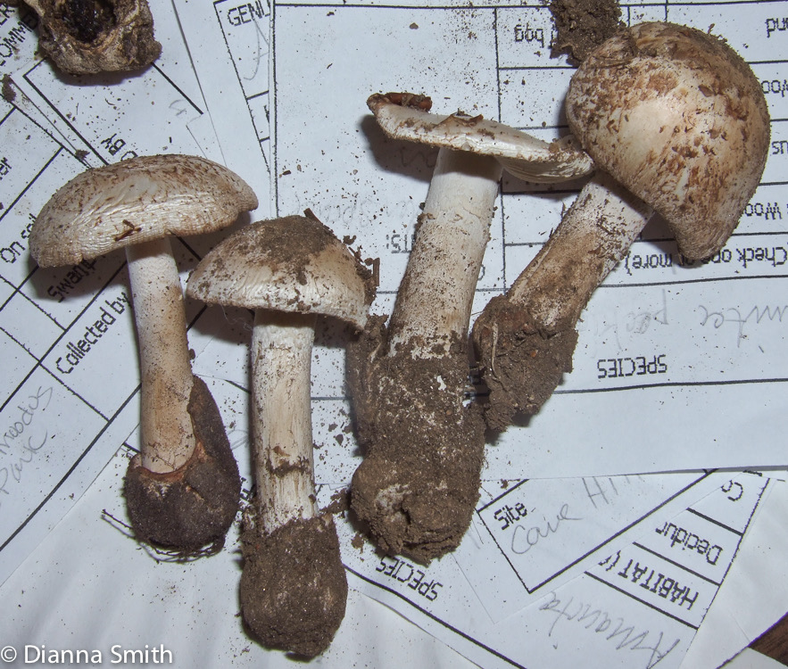 Amanita peckiana 014