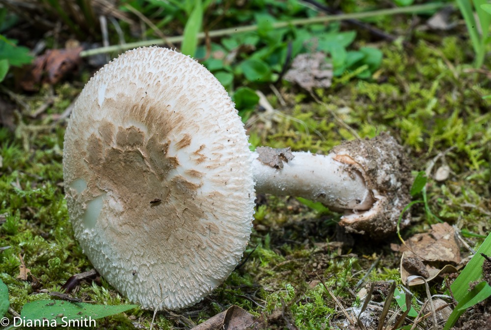 Amanita peckiana 03030