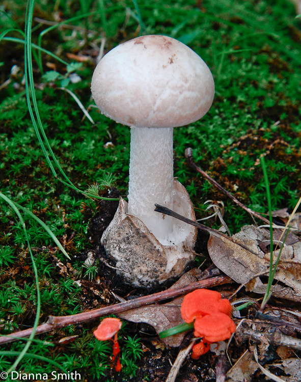 Amanita peckiana8221