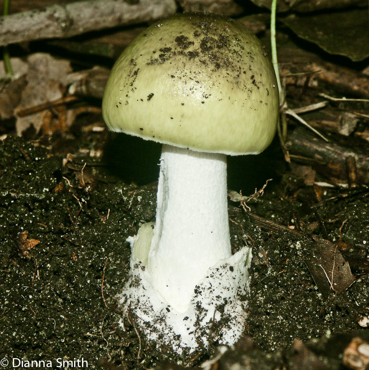 Amanita phalloides3290