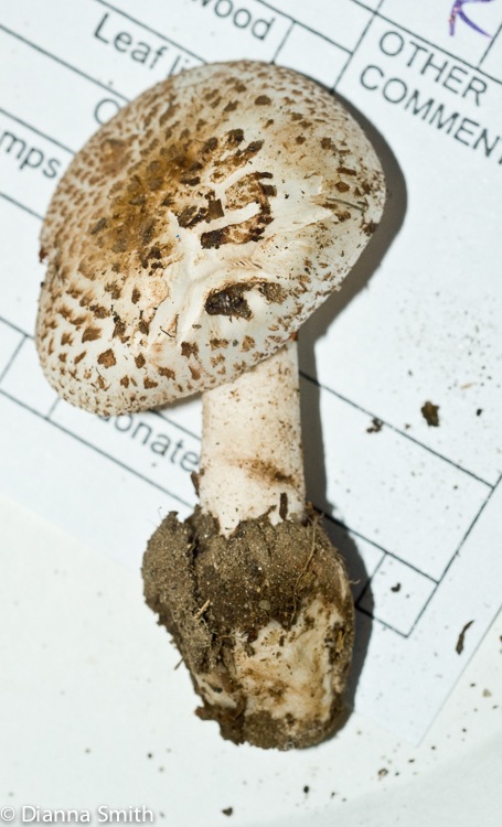 Amanita pseudovolvata 01238