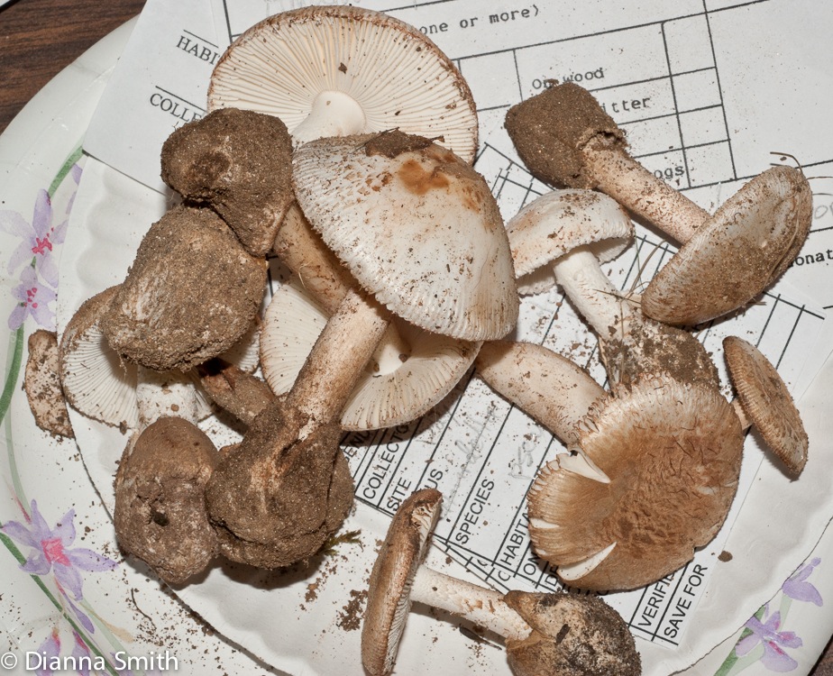 Amanita pseudovolvata03037