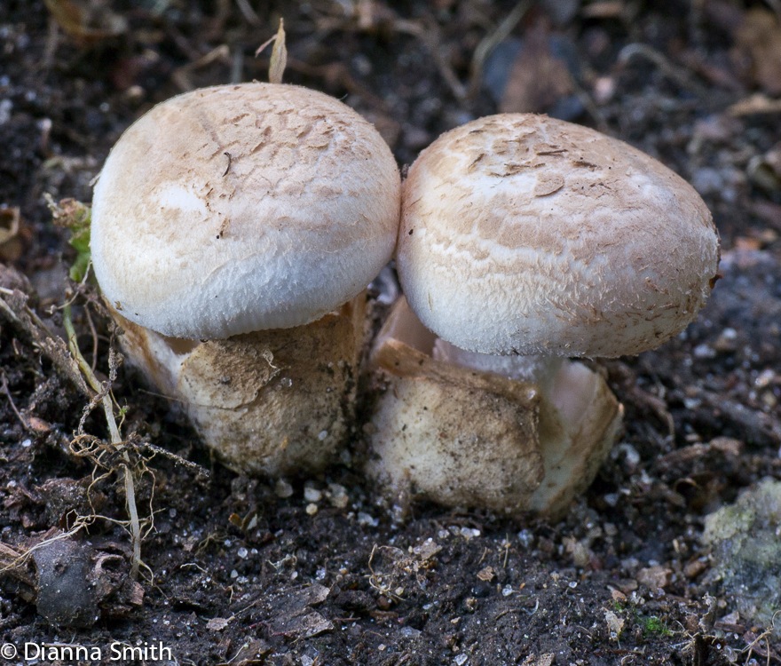 Amanita pseudovolvata1020089