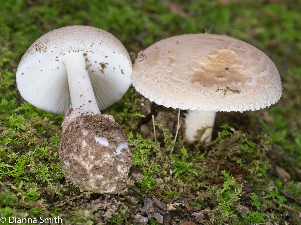 Amanita pseudovolvata1020218