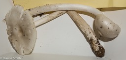 Amanita rasitabula (Amanita vaginata var. alba)01549