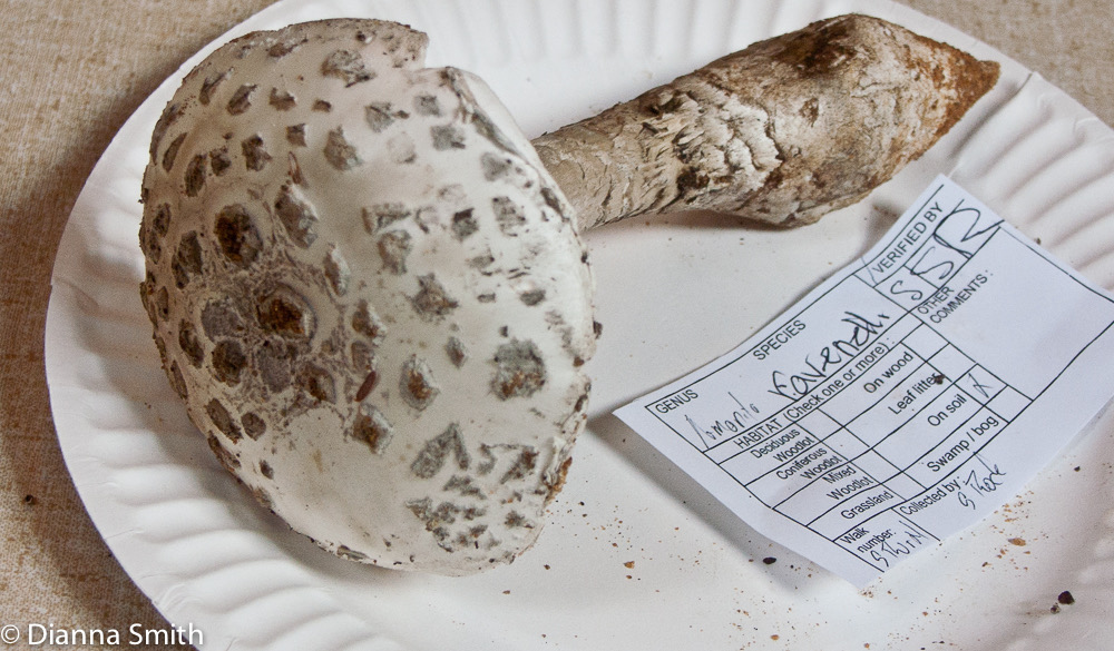Amanita ravenellii6816
