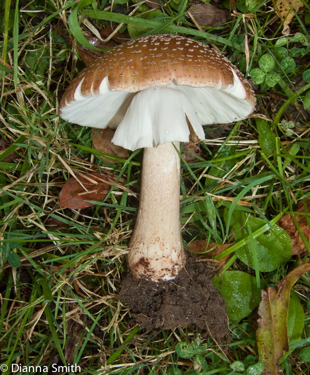 Amanita rubescens09130072