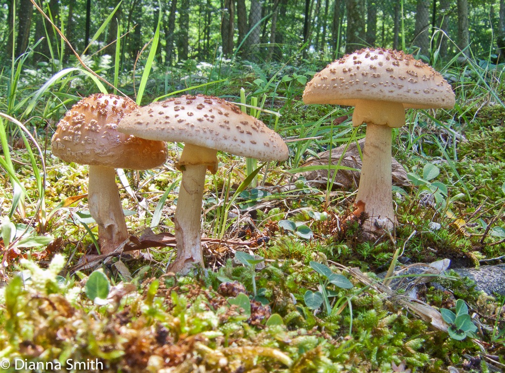 Amanita rubescens2745