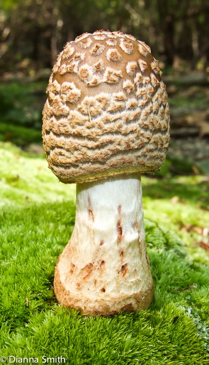 Amanita rubescens4049