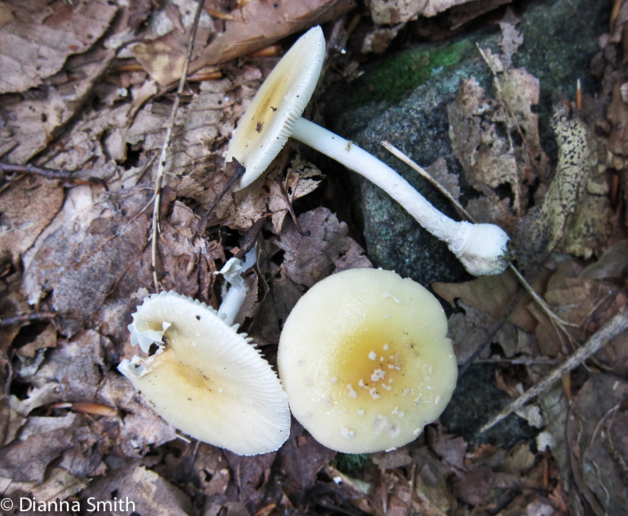 Amanita russuloides (Amanita gemmata) 1347