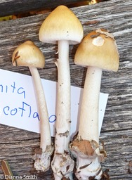Amanita sinicoflava1030015-2