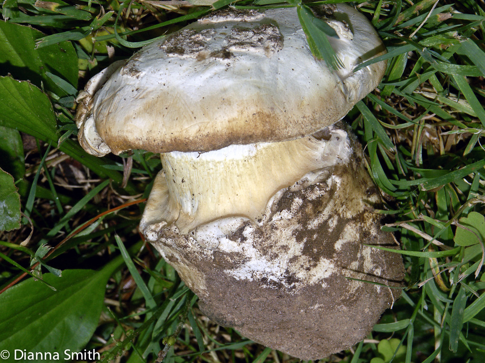 Amanita sp. Lepidella group3195