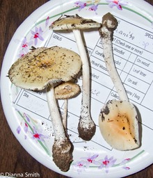 Amanita sp. N53  019