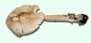 Amanita submaculata 3103