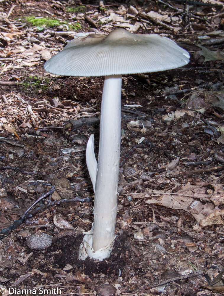 Amanita vaginata complex - knob3156