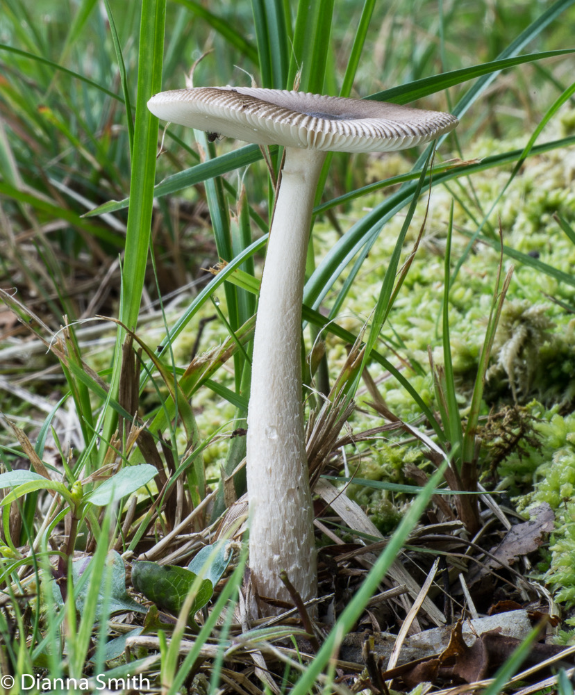 Amanita vaginata complex00665