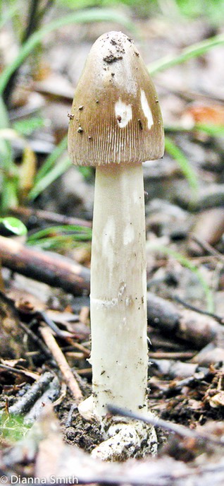 Amanita vaginata5955