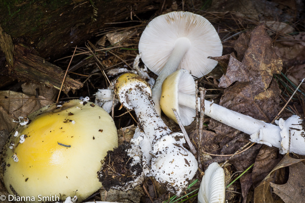 Amanita velatipes03243