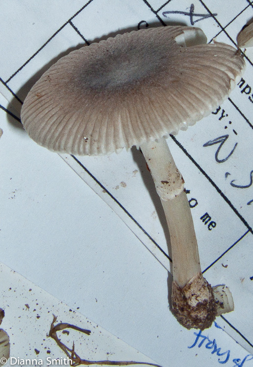 Amanita virginiana 0207