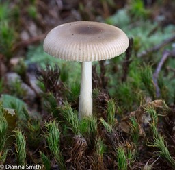Amanita virginiana1020139
