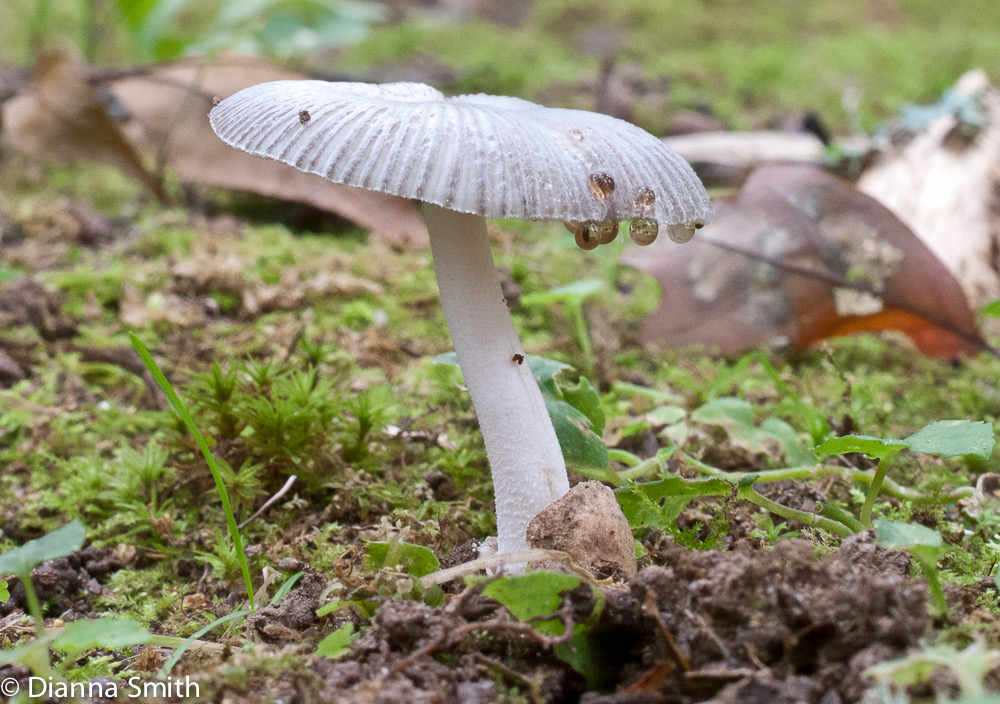 Amanita virginana1030222