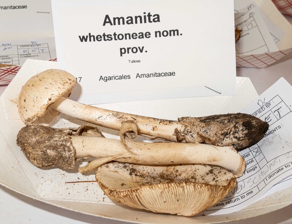 Amanita whetstonae nom. prov. 3107