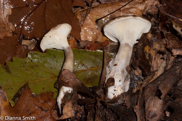 Ampulloclitocybe (Clitocybe) clavipes3859