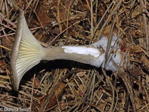 Ampulloclitocybe (Clitocybe) clavipes3859