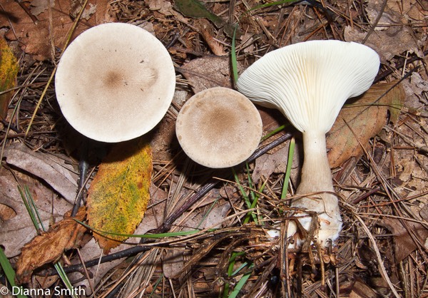 Ampulloclitocybe (Clitocybe) clavipes6900