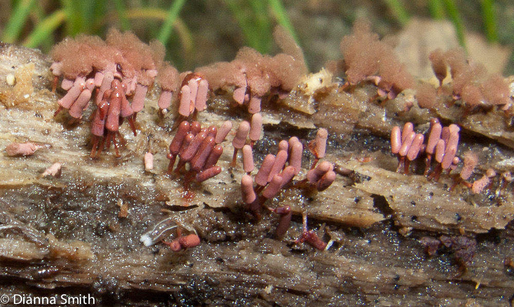 Arcyria denudata 5696