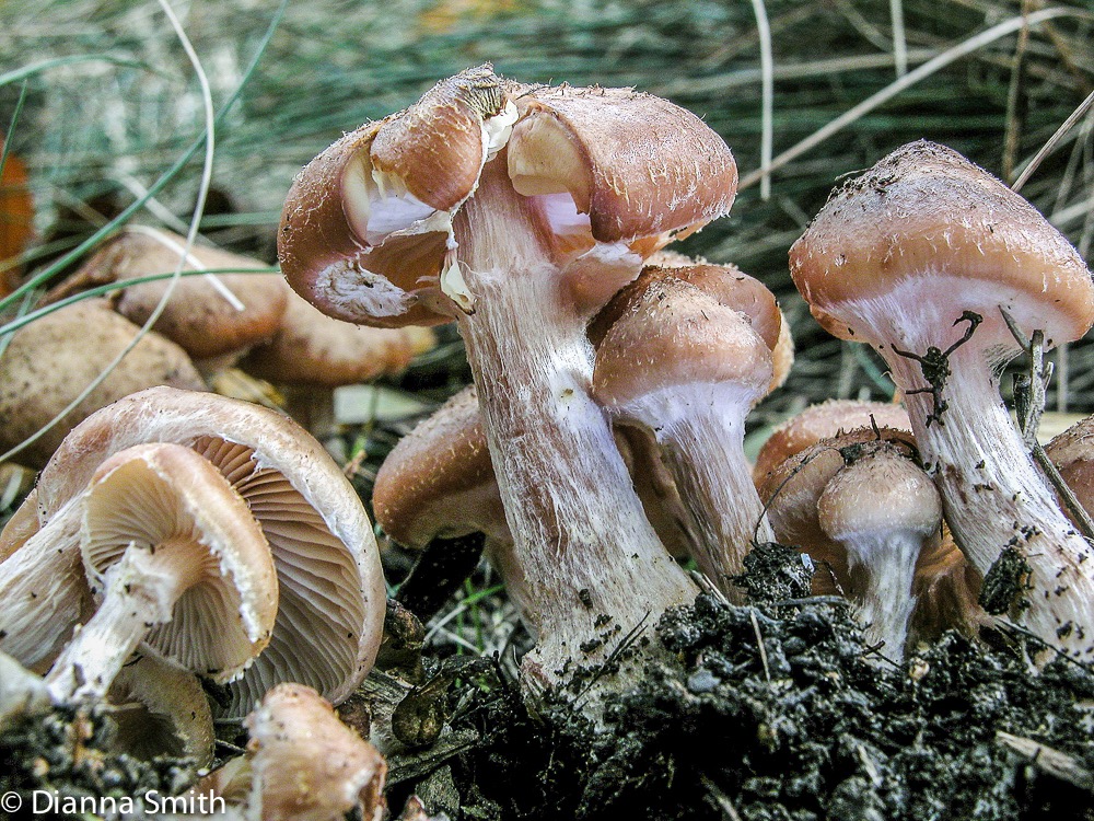 Armillaria gallica2161