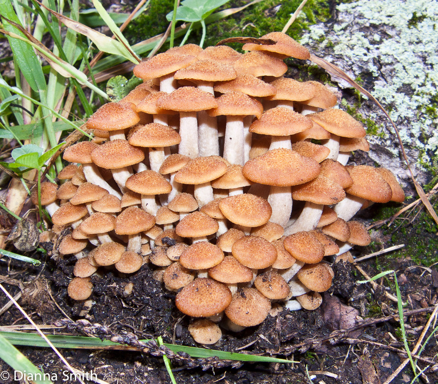 Armillaria tabescens5632