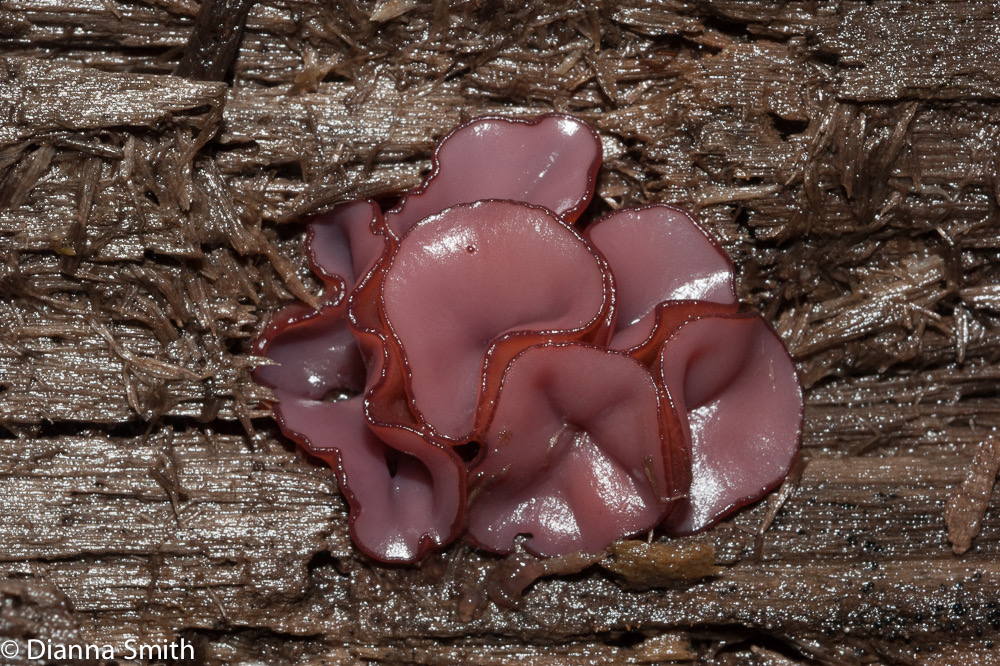 Ascocoryne cylichnium03679