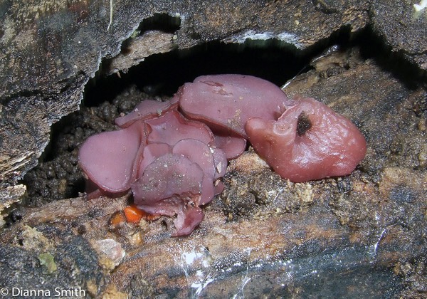 Ascocoryne cylichnium1070053