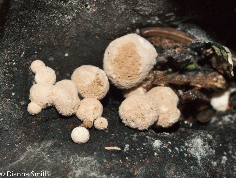 Asterophora lycoperdoides (Nyctalis lycoperdoides)9972