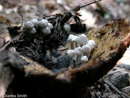 Asterophora parasitica (Nyctalis parasiticus)6782